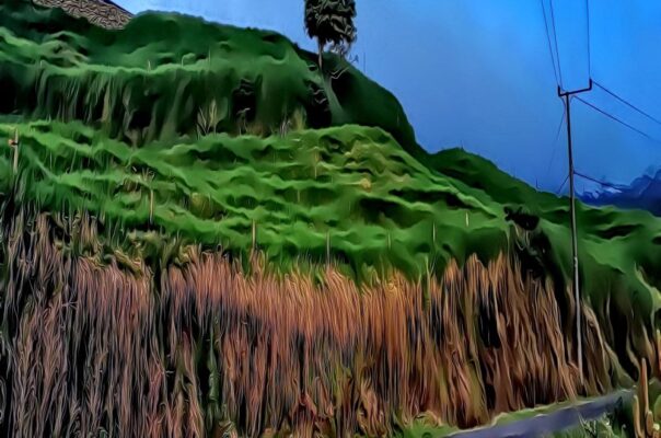 Green Forest Waterfall